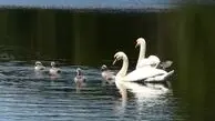 از خانواده قو ها تا لحظه‌ ای آرام با میمون‌ ها