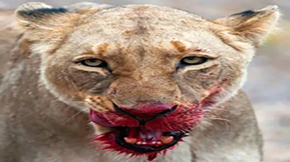 شیر مادر توله اش را خورد + فیلم 