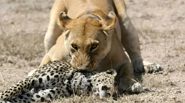 فیلم نبرد نفس‌گیر شیر و پلنگ / ببینید