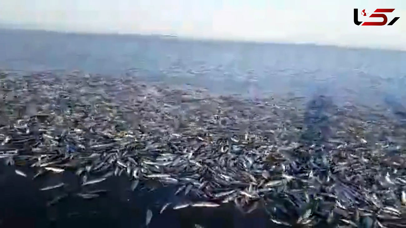 فیلم ساحل پر از ماهی های مجانی شاه ماهی 