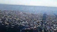 فیلم ساحل پر از ماهی های مجانی شاه ماهی 