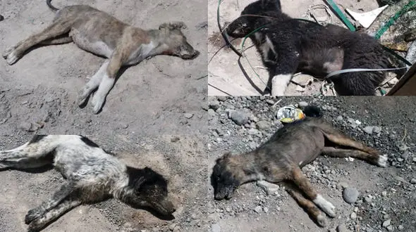 سگ کشی بی رحمانه با سم در تبریز + عکس های تکاندهنده