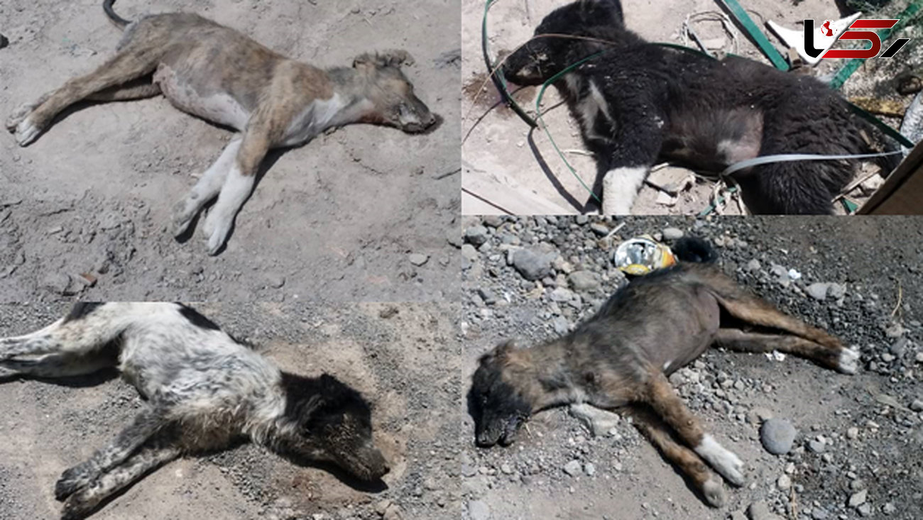 سگ کشی بی رحمانه با سم در تبریز + عکس های تکاندهنده