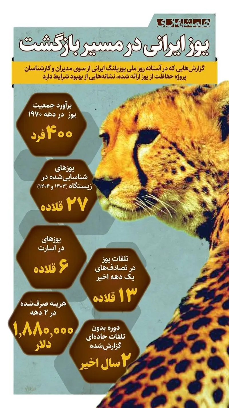 یوز ایرانی در مسیر بازگشت + اینفوگرافیک