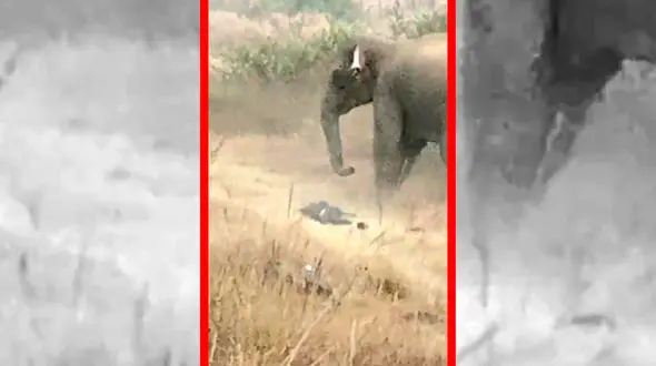 فیلم صحنه‌های تکان دهنده حمله فیل به مرد در هند