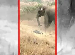فیلم صحنه‌های تکان دهنده حمله فیل به مرد در هند