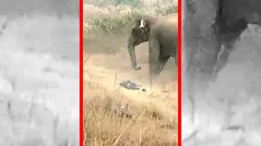 فیلم صحنه‌های تکان دهنده حمله فیل به مرد در هند
