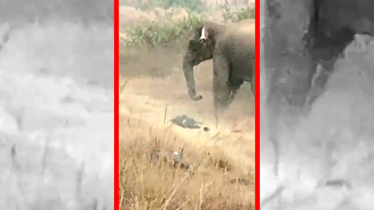 فیلم صحنه‌های تکان دهنده حمله فیل به مرد در هند