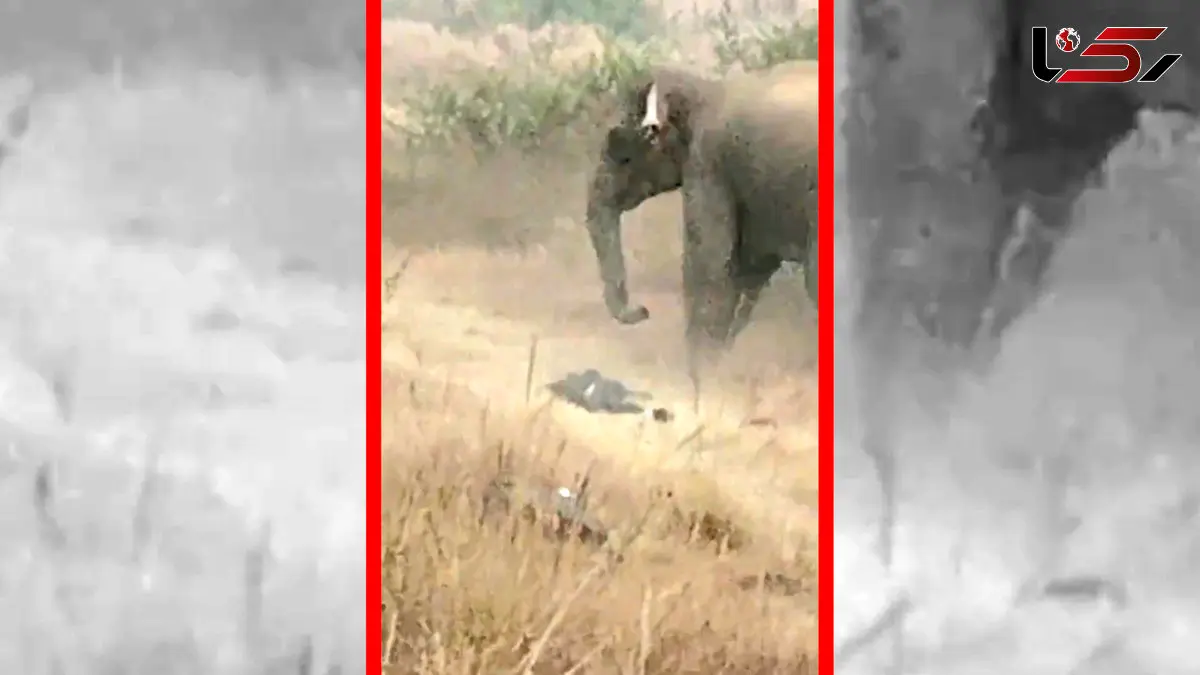 فیلم صحنه‌های تکان دهنده حمله فیل به مرد در هند