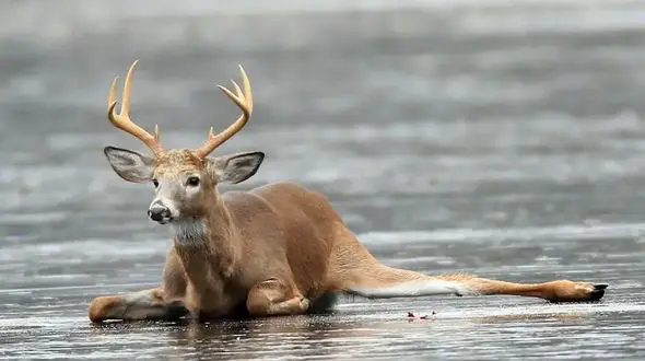 فیلم نجات آهو از وسط دریاچه یخ زده / در یک قدمی مرگ بود
