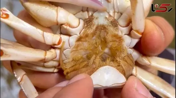 Explosive Growth of Crabs Threatens Ecological Balance of Rivers/Food Waste Dumping Among Main Causes + Video
