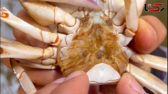 Explosive Growth of Crabs Threatens Ecological Balance of Rivers/Food Waste Dumping Among Main Causes + Video