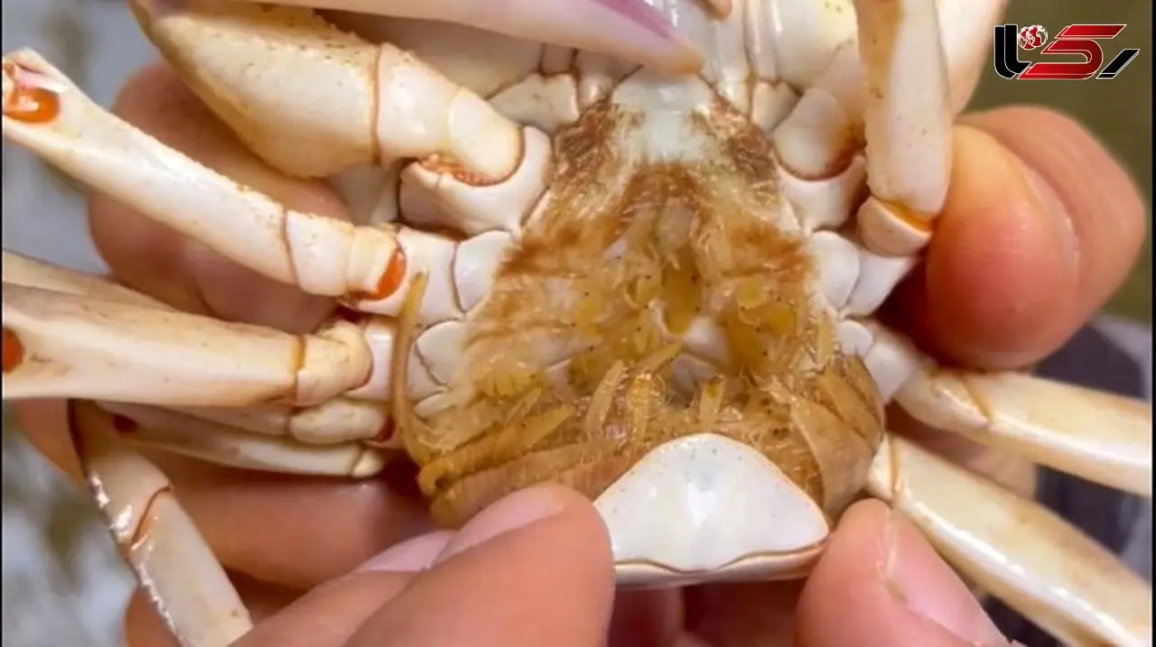 Explosive Growth of Crabs Threatens Ecological Balance of Rivers/Food Waste Dumping Among Main Causes + Video