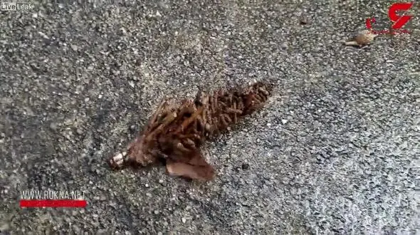 کشف حشره ای عجیب و غریب + فیلم