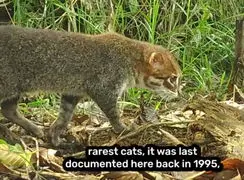 داستان جذاب بازگشت گربه تایلندی پس از 3 دهه / فیلم