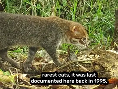 داستان جذاب بازگشت گربه تایلندی پس از 3 دهه / فیلم