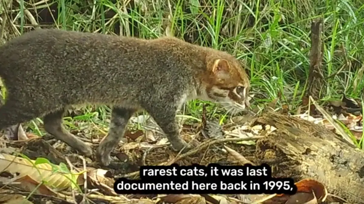 داستان جذاب بازگشت گربه تایلندی پس از 3 دهه