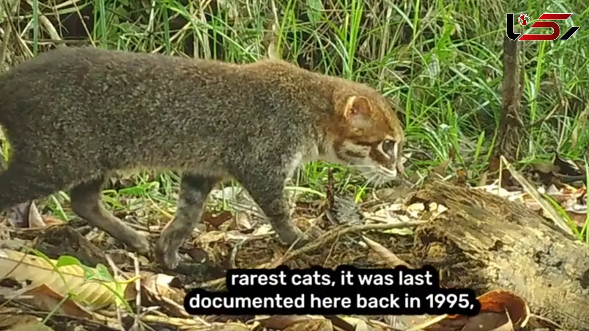 داستان جذاب بازگشت گربه تایلندی پس از 3 دهه / فیلم