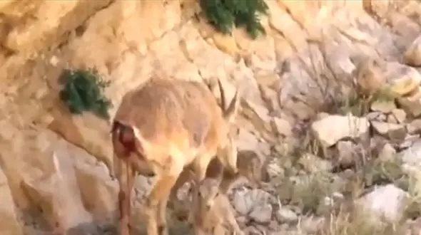 ببینید / دوقلوزایی بزهای کوهی در کهگیلویه + فیلم