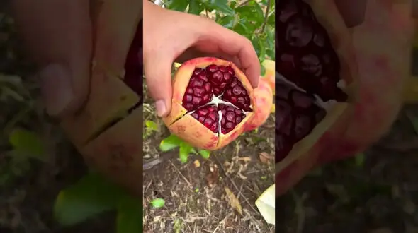 فیلم/  بهترین روش برای برش زدن ماهرانه انار