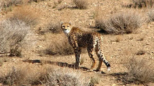 شکایت از دو مدیر سازمان محیط زیست / از سوی سازمان مدرمی دفاع از حقوق حیوانات