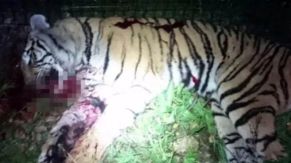 شلیک به ببر فراری سیرک پاریس + عکس