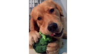 این سگ عشق سبزیجات است!+عکس