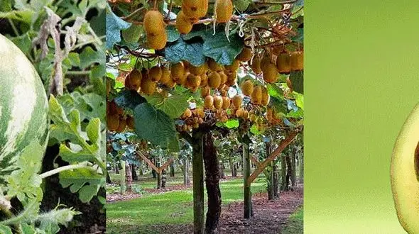 تاریخچه میوه هایی شگفت انگیزی که می خورید را بشناسید +عکس 