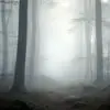 آرامش صبگاهی در دل مه