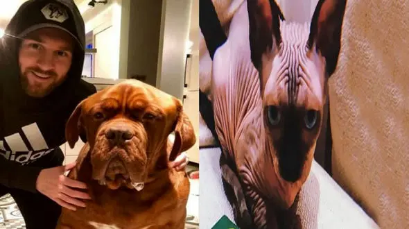 «هالک» سگ غول‌پیکر مسی بیشتر می‌ارزد یا «په‌په» گربه بی موی رونالدو؟ + عکس