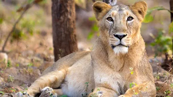 فرار  از چنگال شیرسرگردان در شهر + فیلم 