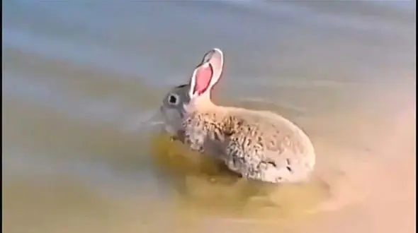 ببینید / لحظه منحصربفرد و جالب شنای خرگوش