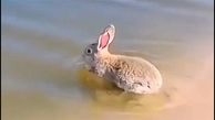 ببینید / لحظه منحصربفرد و جالب شنای خرگوش