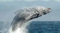 از پرش نهنگ تا ساخت لانه خرچنگ