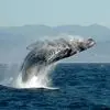 از پرش نهنگ تا ساخت لانه خرچنگ