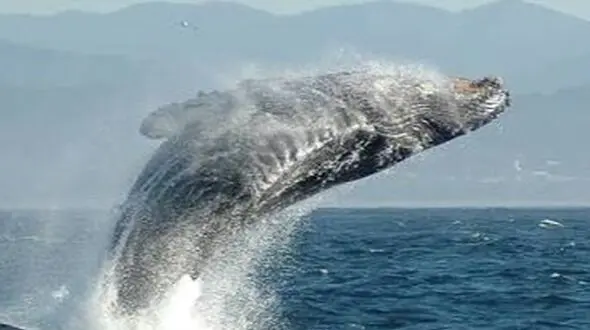 از پرش نهنگ تا ساخت لانه خرچنگ