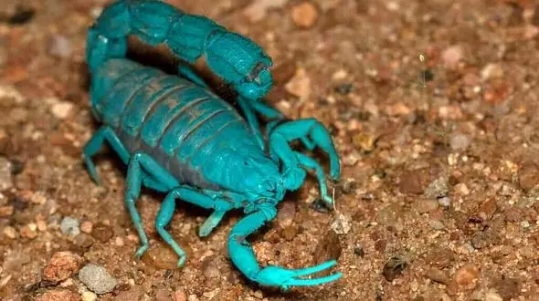 قاچاق و تجارت عقرب در بازارهای زیرزمینی ایران/ این تجارت می تواند به تولید سلاح‌های بیولوژیک ختم شود /قیمت عقرب برای قاچاق به خارج چقدر است؟