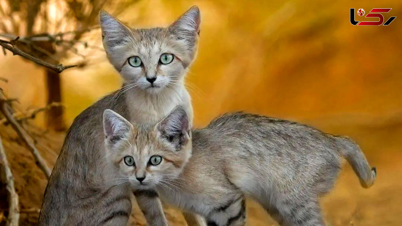 روایت اتفاقی نادر و زیبا در وحشی ترین نقطه ایران گربه شنی بچه هایش را به شکارچی سپرد 