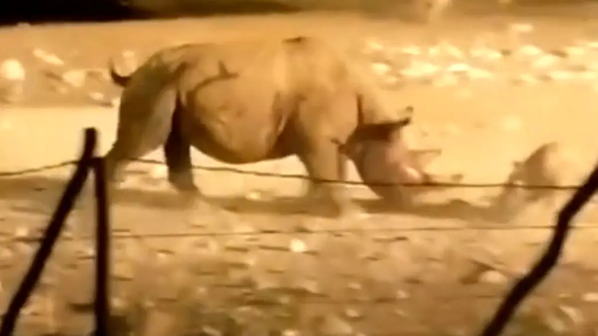 فیلم مبارزه دیدنی کرگدن ها در طبیعت