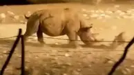 فیلم مبارزه دیدنی کرگدن ها در طبیعت