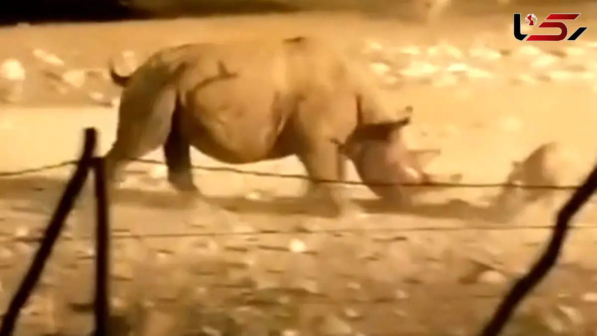 فیلم مبارزه دیدنی کرگدن ها در طبیعت