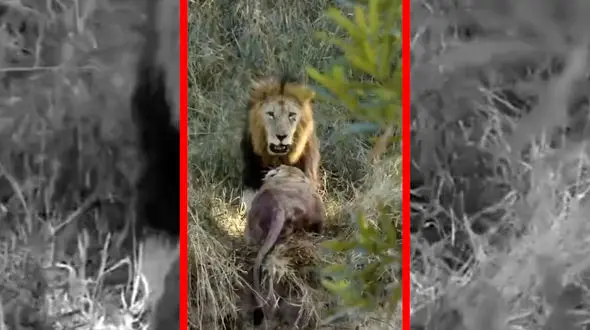 فیلم درگیری خونین و شدید بین شیرها