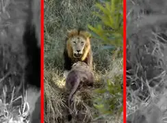 فیلم درگیری خونین و شدید بین شیرها