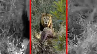 فیلم درگیری خونین و شدید بین شیرها