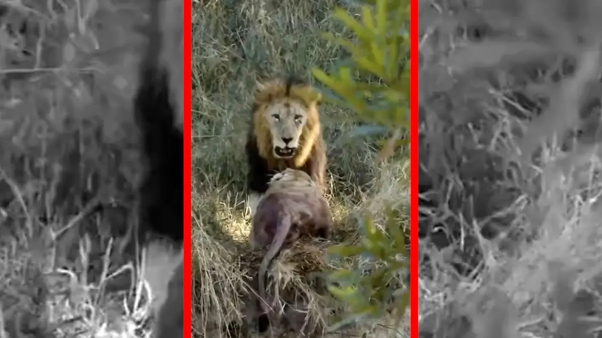 فیلم درگیری خونین و شدید بین شیرها