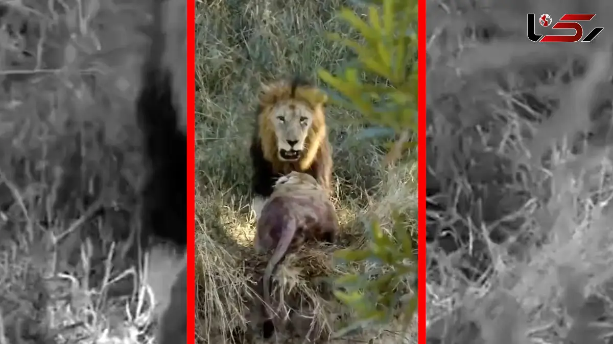 فیلم درگیری خونین و شدید بین شیرها