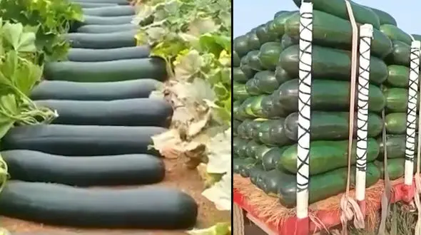 خیارهای غول پیکر چگونه حمل می شوند؟+ فیلم