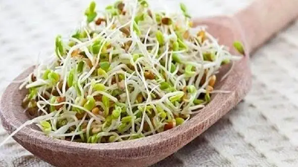 درمان کم خونی با یک گیاه پر خاصیت