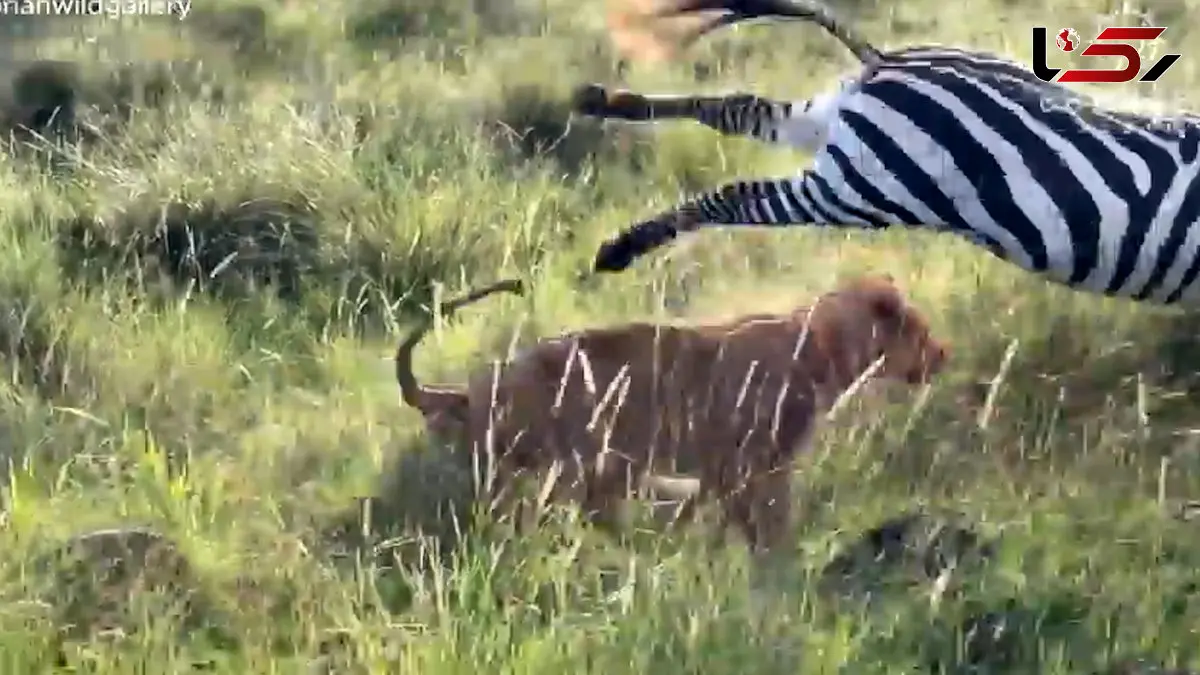 فیلم فرار باورنکردنی گورخر از چنگال شیر ماده