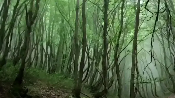 جنگل‌ فندقلو در مرز استان‌های گیلان و اردبیل